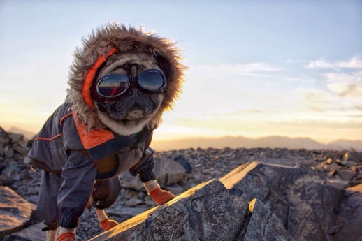 dog pug social media